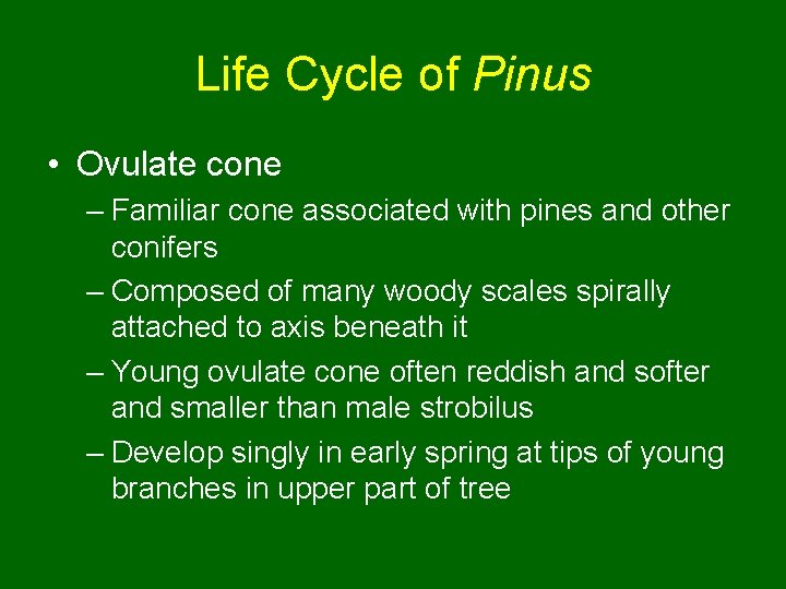 Life Cycle of Pinus • Ovulate cone – Familiar cone associated with pines and