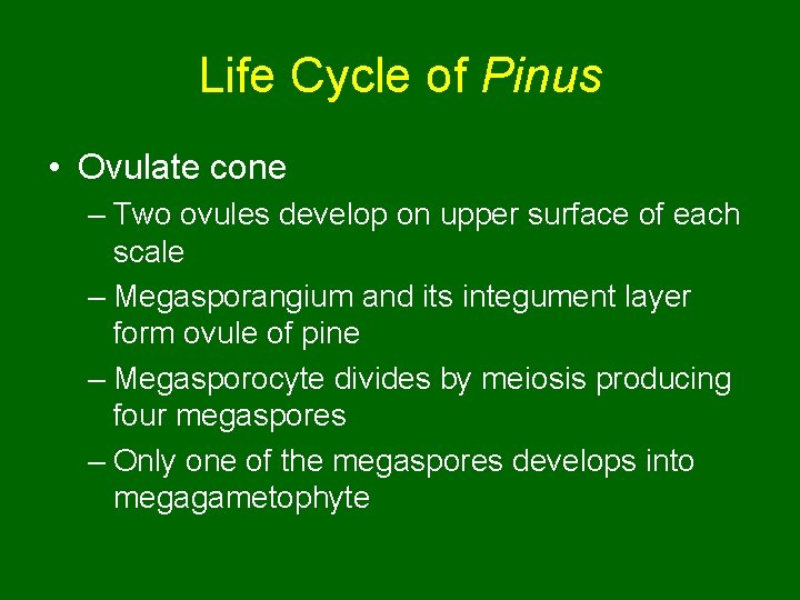 Life Cycle of Pinus • Ovulate cone – Two ovules develop on upper surface