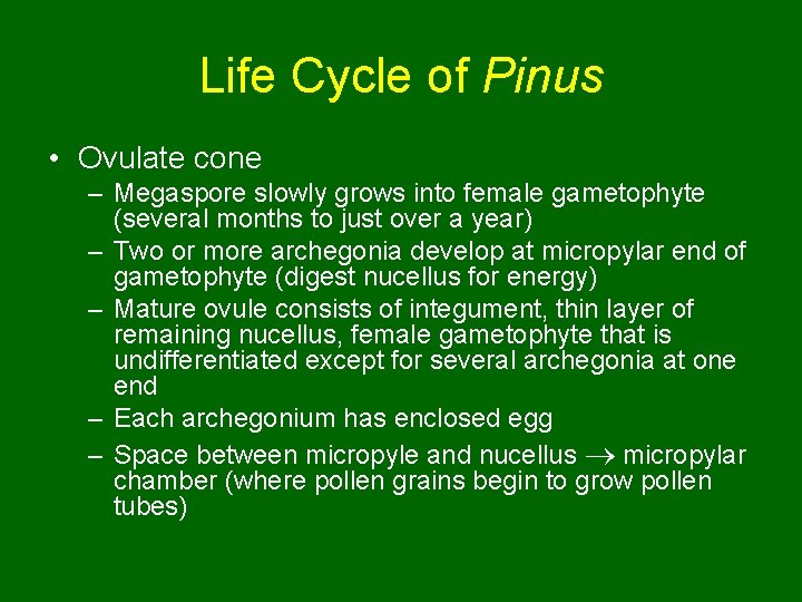 Life Cycle of Pinus • Ovulate cone – Megaspore slowly grows into female gametophyte