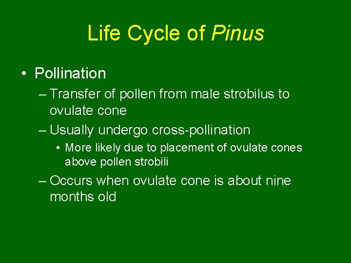 Life Cycle of Pinus • Pollination – Transfer of pollen from male strobilus to