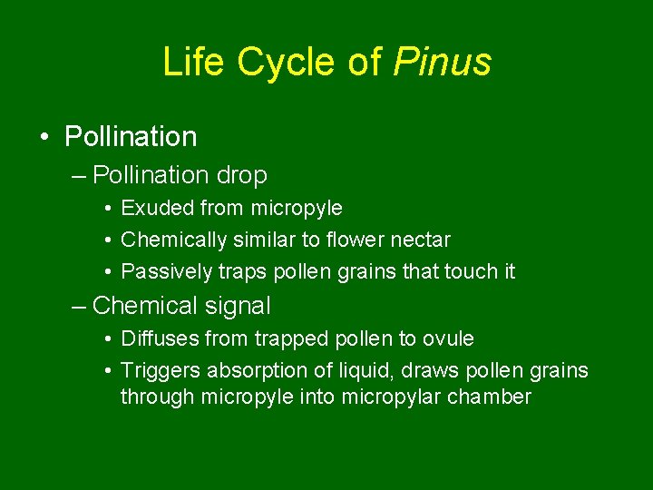 Life Cycle of Pinus • Pollination – Pollination drop • Exuded from micropyle •