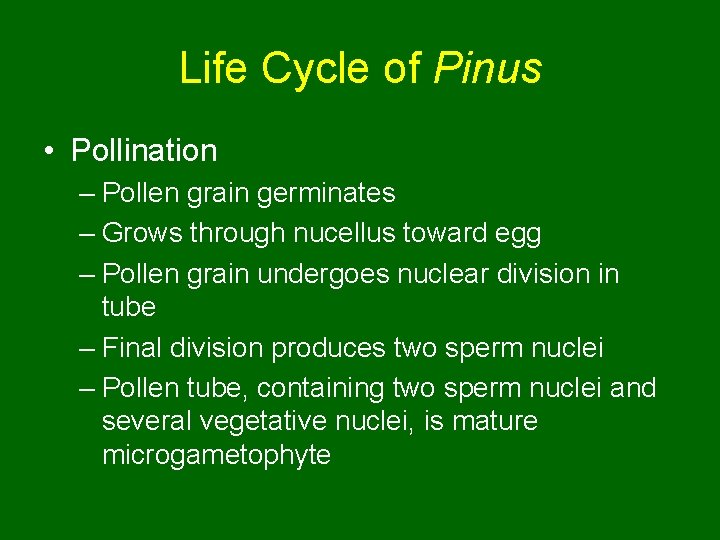Life Cycle of Pinus • Pollination – Pollen grain germinates – Grows through nucellus