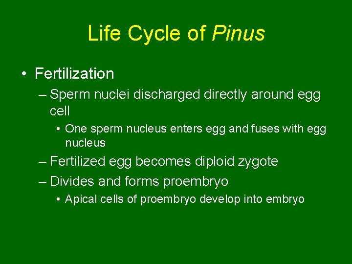 Life Cycle of Pinus • Fertilization – Sperm nuclei discharged directly around egg cell