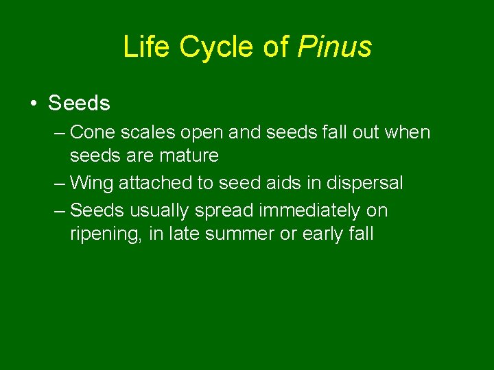 Life Cycle of Pinus • Seeds – Cone scales open and seeds fall out