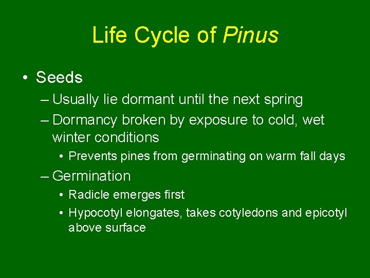 Life Cycle of Pinus • Seeds – Usually lie dormant until the next spring
