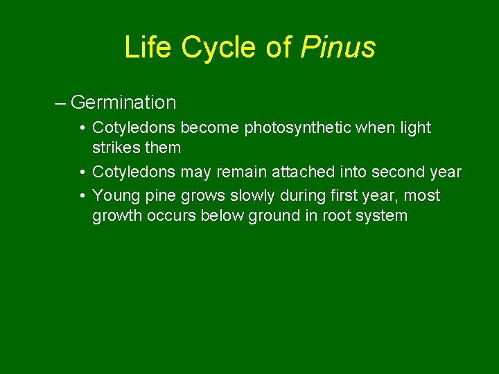 Life Cycle of Pinus – Germination • Cotyledons become photosynthetic when light strikes them