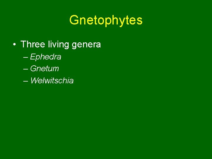 Gnetophytes • Three living genera – Ephedra – Gnetum – Welwitschia 