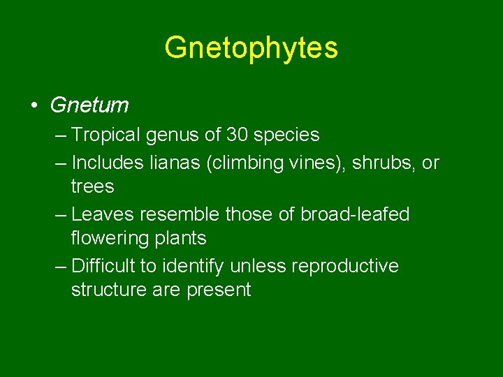 Gnetophytes • Gnetum – Tropical genus of 30 species – Includes lianas (climbing vines),