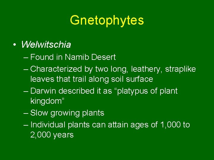 Gnetophytes • Welwitschia – Found in Namib Desert – Characterized by two long, leathery,