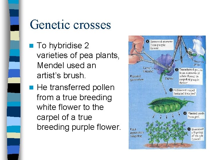 Genetic crosses To hybridise 2 varieties of pea plants, Mendel used an artist’s brush.