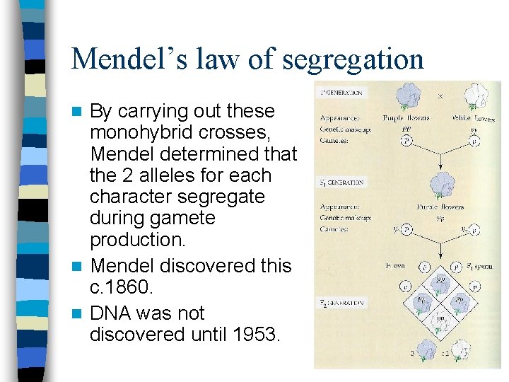 Mendel’s law of segregation By carrying out these monohybrid crosses, Mendel determined that the