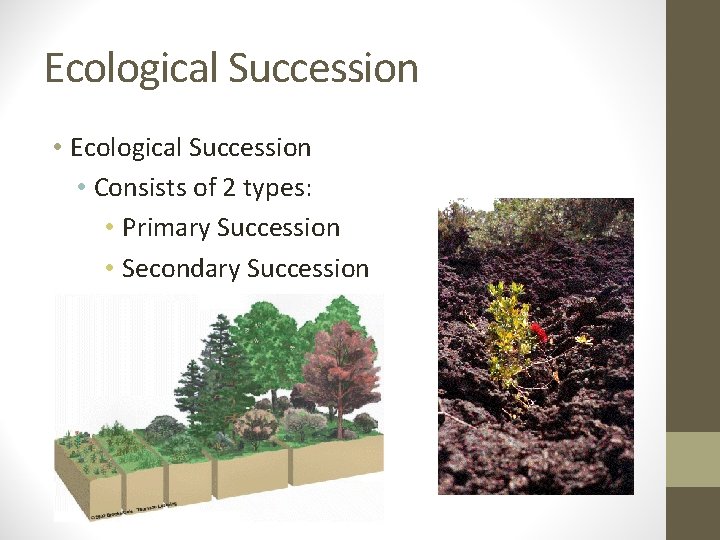 Ecological Succession • Consists of 2 types: • Primary Succession • Secondary Succession Ecological Succession • Consists of 2 types: • Primary Succession • Secondary Succession