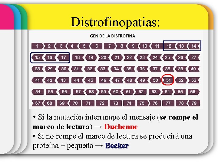 Distrofinopatias: Duchenne/Becker • Si la mutación interrumpe el mensaje (se rompe el marco de