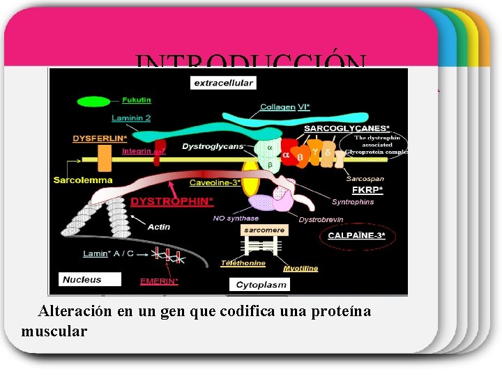 WINTER INTRODUCCIÓN Template Alteración en un gen que codifica una proteína muscular 
