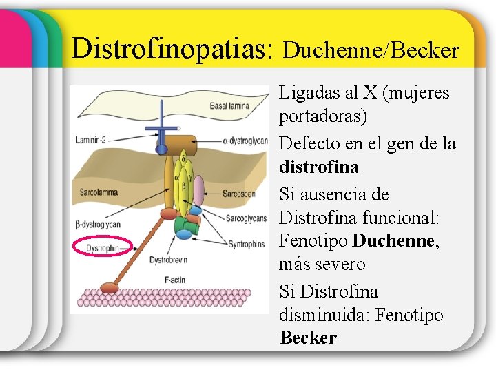 Distrofinopatias: Duchenne/Becker • Ligadas al X (mujeres portadoras) • Defecto en el gen de