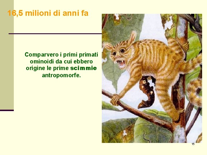 16, 5 milioni di anni fa Comparvero i primati ominoidi da cui ebbero origine 16, 5 milioni di anni fa Comparvero i primati ominoidi da cui ebbero origine