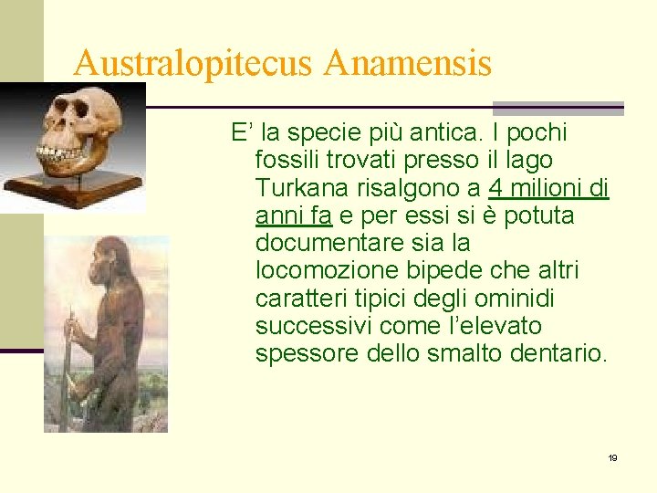 Australopitecus Anamensis E’ la specie più antica. I pochi fossili trovati presso il lago Australopitecus Anamensis E’ la specie più antica. I pochi fossili trovati presso il lago