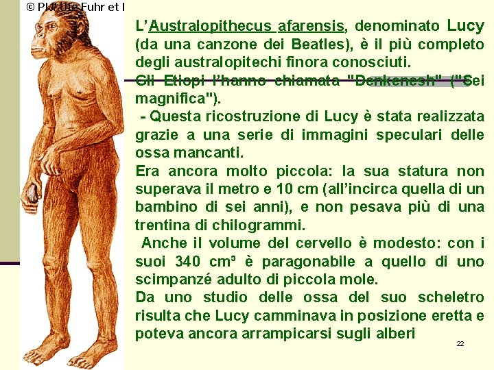 L’Australopithecus afarensis, denominato Lucy (da una canzone dei Beatles), è il più completo degli L’Australopithecus afarensis, denominato Lucy (da una canzone dei Beatles), è il più completo degli
