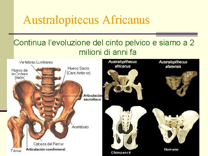 Australopitecus Africanus Continua l’evoluzione del cinto pelvico e siamo a 2 milioni di anni Australopitecus Africanus Continua l’evoluzione del cinto pelvico e siamo a 2 milioni di anni