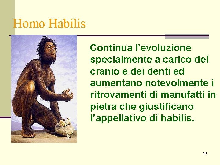Homo Habilis Continua l’evoluzione specialmente a carico del cranio e dei denti ed aumentano Homo Habilis Continua l’evoluzione specialmente a carico del cranio e dei denti ed aumentano