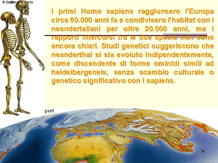 I primi Homo sapiens raggiunsero l'Europa circa 50. 000 anni fa e condivisero l'habitat I primi Homo sapiens raggiunsero l'Europa circa 50. 000 anni fa e condivisero l'habitat