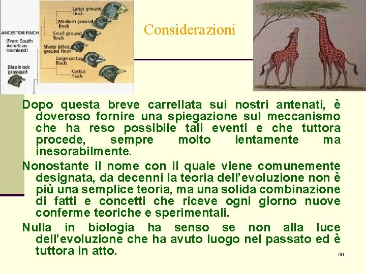 Considerazioni Dopo questa breve carrellata sui nostri antenati, è doveroso fornire una spiegazione sul Considerazioni Dopo questa breve carrellata sui nostri antenati, è doveroso fornire una spiegazione sul