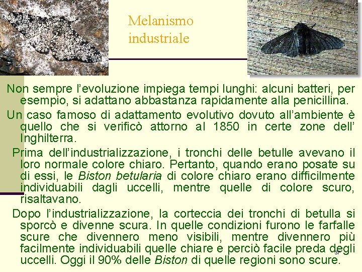 Melanismo industriale Non sempre l’evoluzione impiega tempi lunghi: alcuni batteri, per esempio, si adattano Melanismo industriale Non sempre l’evoluzione impiega tempi lunghi: alcuni batteri, per esempio, si adattano