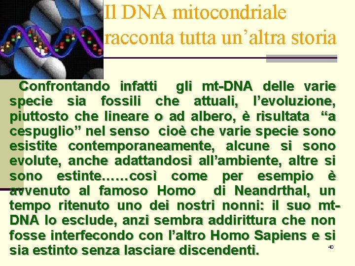 Il DNA mitocondriale racconta tutta un’altra storia Confrontando infatti gli mt-DNA delle varie specie Il DNA mitocondriale racconta tutta un’altra storia Confrontando infatti gli mt-DNA delle varie specie