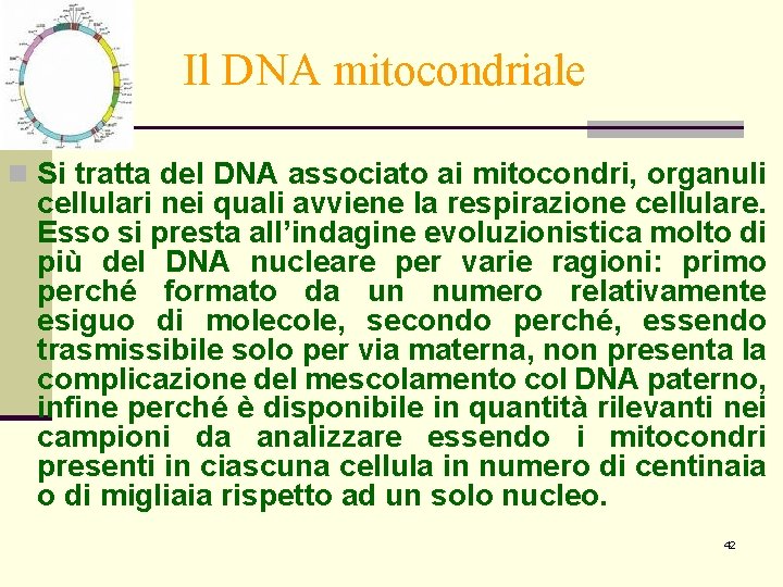 Il DNA mitocondriale n Si tratta del DNA associato ai mitocondri, organuli cellulari nei Il DNA mitocondriale n Si tratta del DNA associato ai mitocondri, organuli cellulari nei