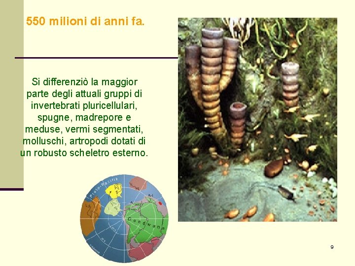 550 milioni di anni fa. Si differenziò la maggior parte degli attuali gruppi di 550 milioni di anni fa. Si differenziò la maggior parte degli attuali gruppi di
