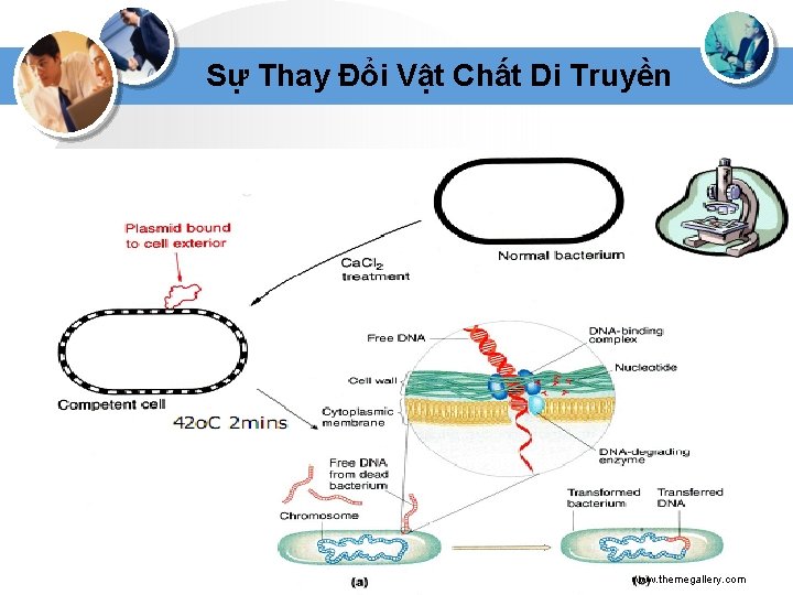 Sự Thay Đổi Vật Chất Di Truyền www. themegallery. com 