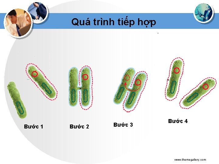 Quá trình tiếp hợp Bước 1 Bước 2 Bước 3 Bước 4 www. themegallery.