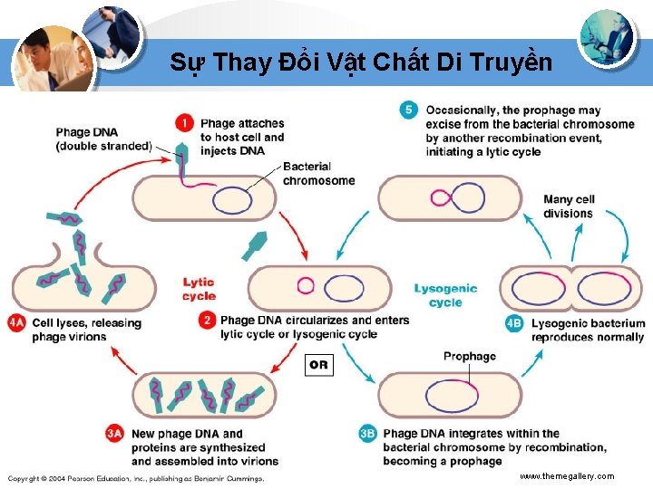 Sự Thay Đổi Vật Chất Di Truyền www. themegallery. com 