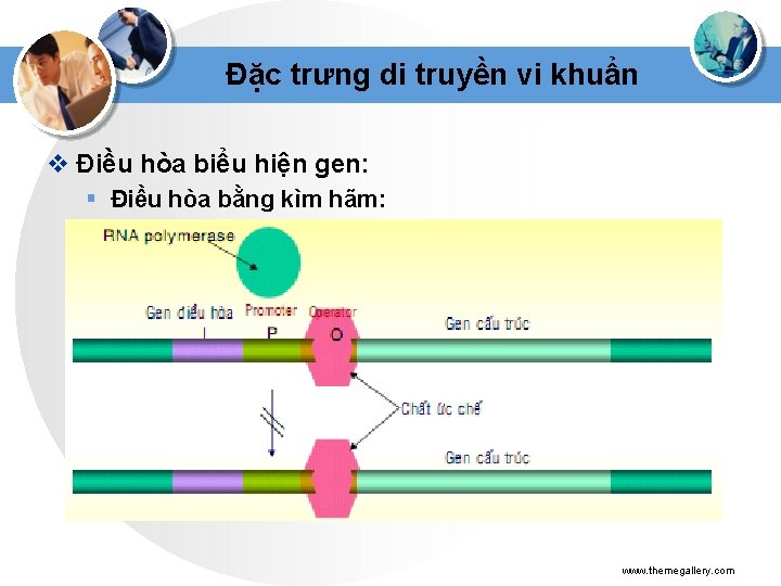 Đặc trưng di truyền vi khuẩn v Điều hòa biểu hiện gen: § Điều