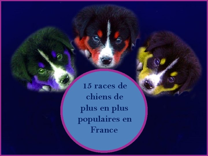 Album photo 15 races de chiens de plus en plus populaires en France Prince