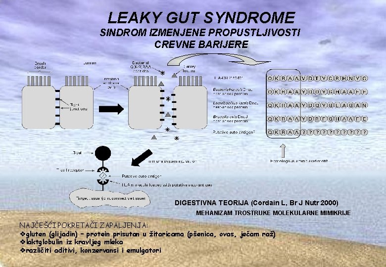 LEAKY GUT SYNDROME SINDROM IZMENJENE PROPUSTLJIVOSTI CREVNE BARIJERE DIGESTIVNA TEORIJA (Cordain L, Br J