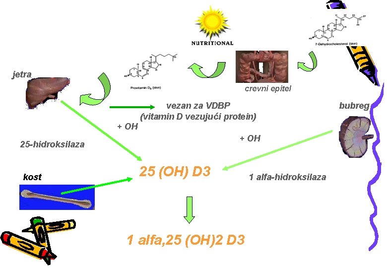 jetra crevni epitel vezan za VDBP (vitamin D vezujući protein) + OH 25 -hidroksilaza
