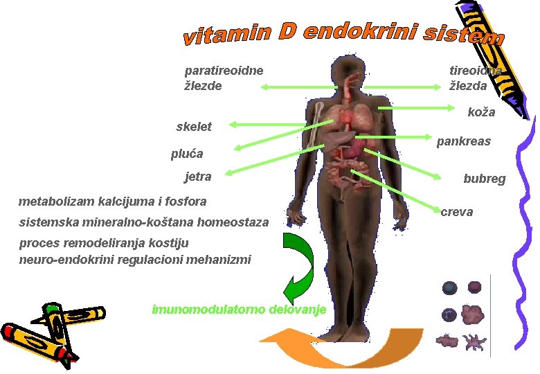 paratireoidne žlezde tireoidna žlezda koža skelet pluća jetra metabolizam kalcijuma i fosfora sistemska mineralno-koštana