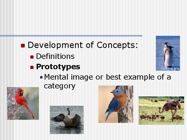 n Development of Concepts: Definitions n Prototypes • Mental image or best example of