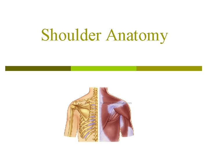 Shoulder Anatomy 