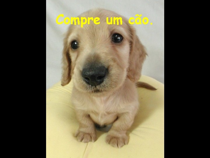 Compre um cão. 