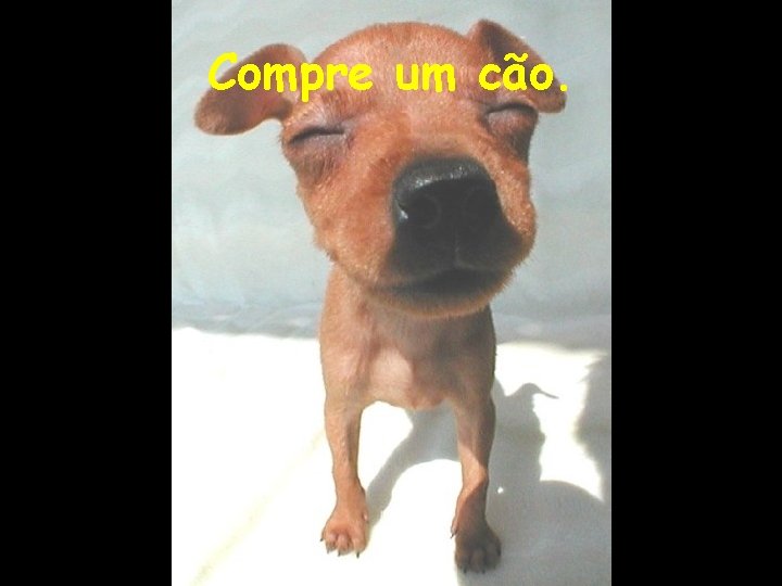 Compre um cão. 