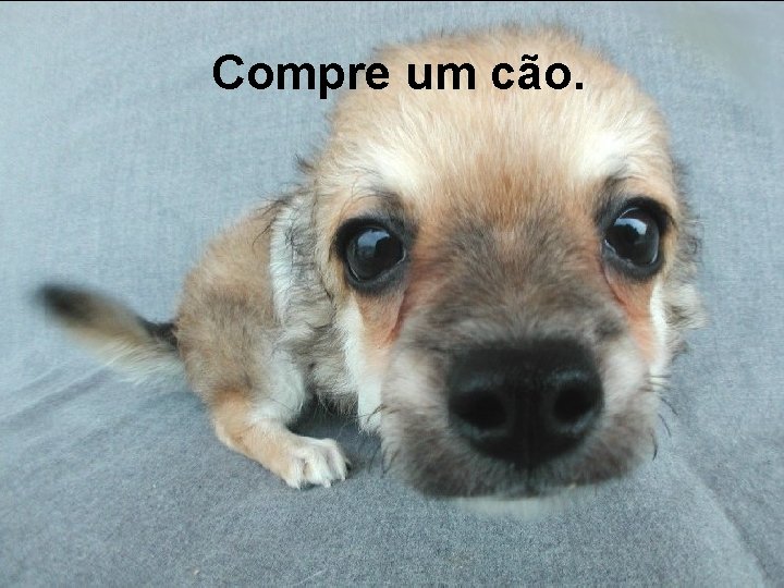 Compre um cão. 