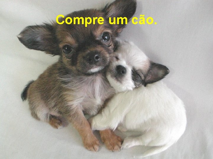 Compre um cão. 