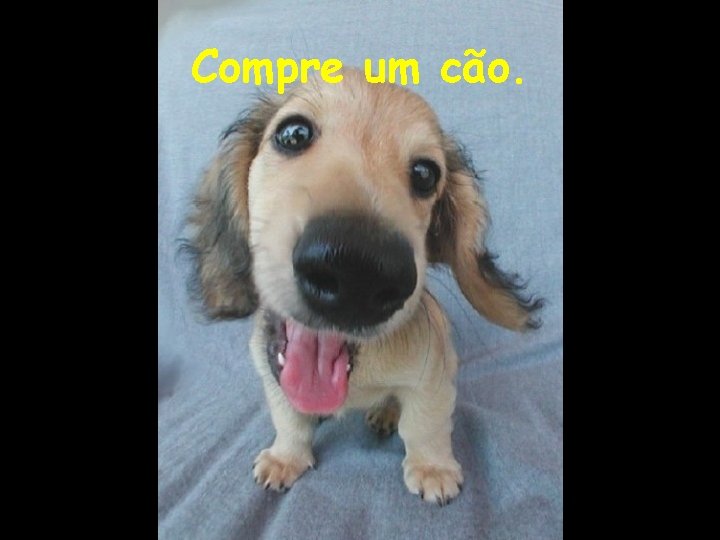 Compre um cão. 