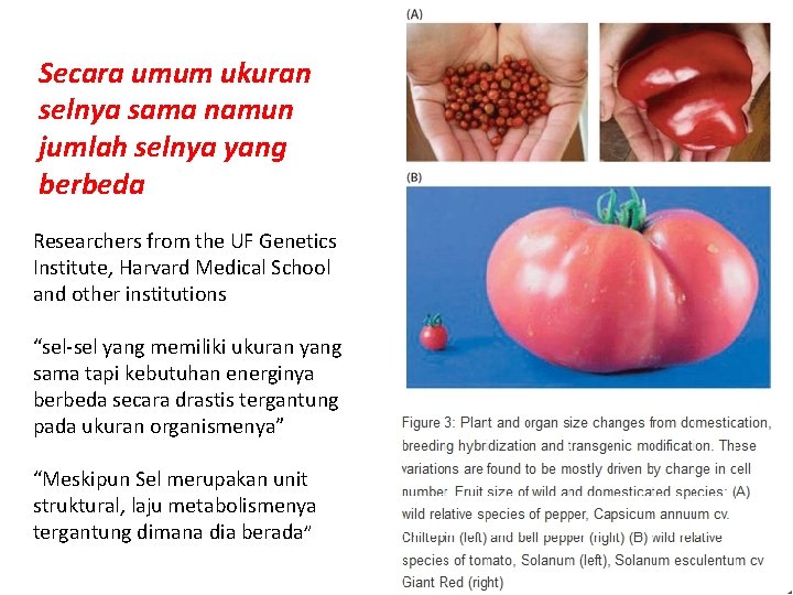 Secara umum ukuran selnya sama namun jumlah selnya yang berbeda Researchers from the UF