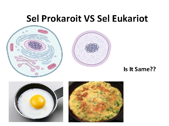 Sel Prokaroit VS Sel Eukariot Is It Same? ? 