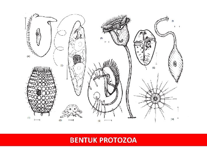 BENTUK PROTOZOA 