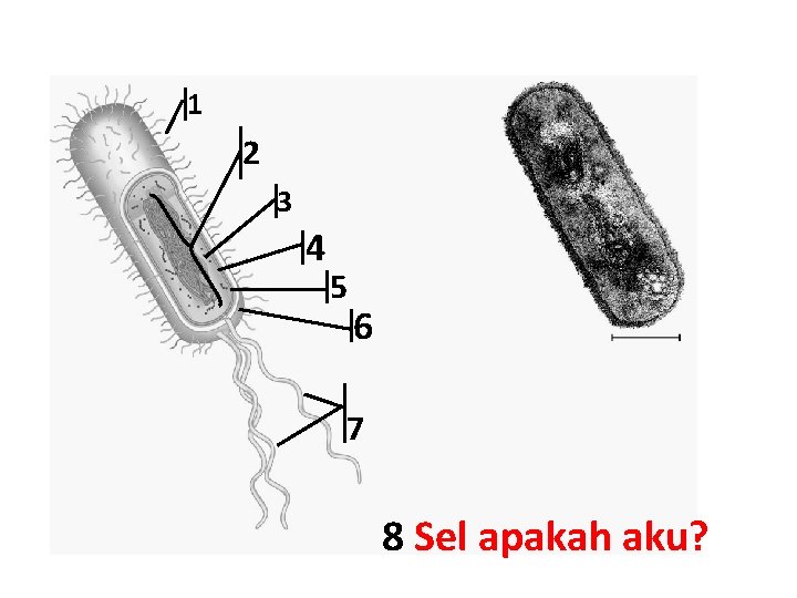 1 2 3 4 5 6 7 8 Sel apakah aku? 