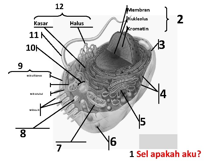 12 Kasar Membran 2 Nukleolus Halus Kromatin 11 10 3 9 Mikrofilamen 4 Mikrotubul